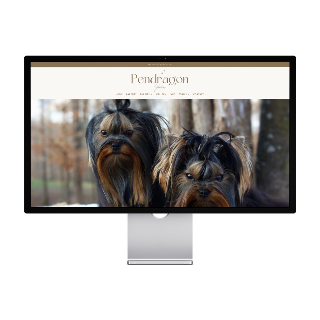 Pendragon Yorkies — Tennessee