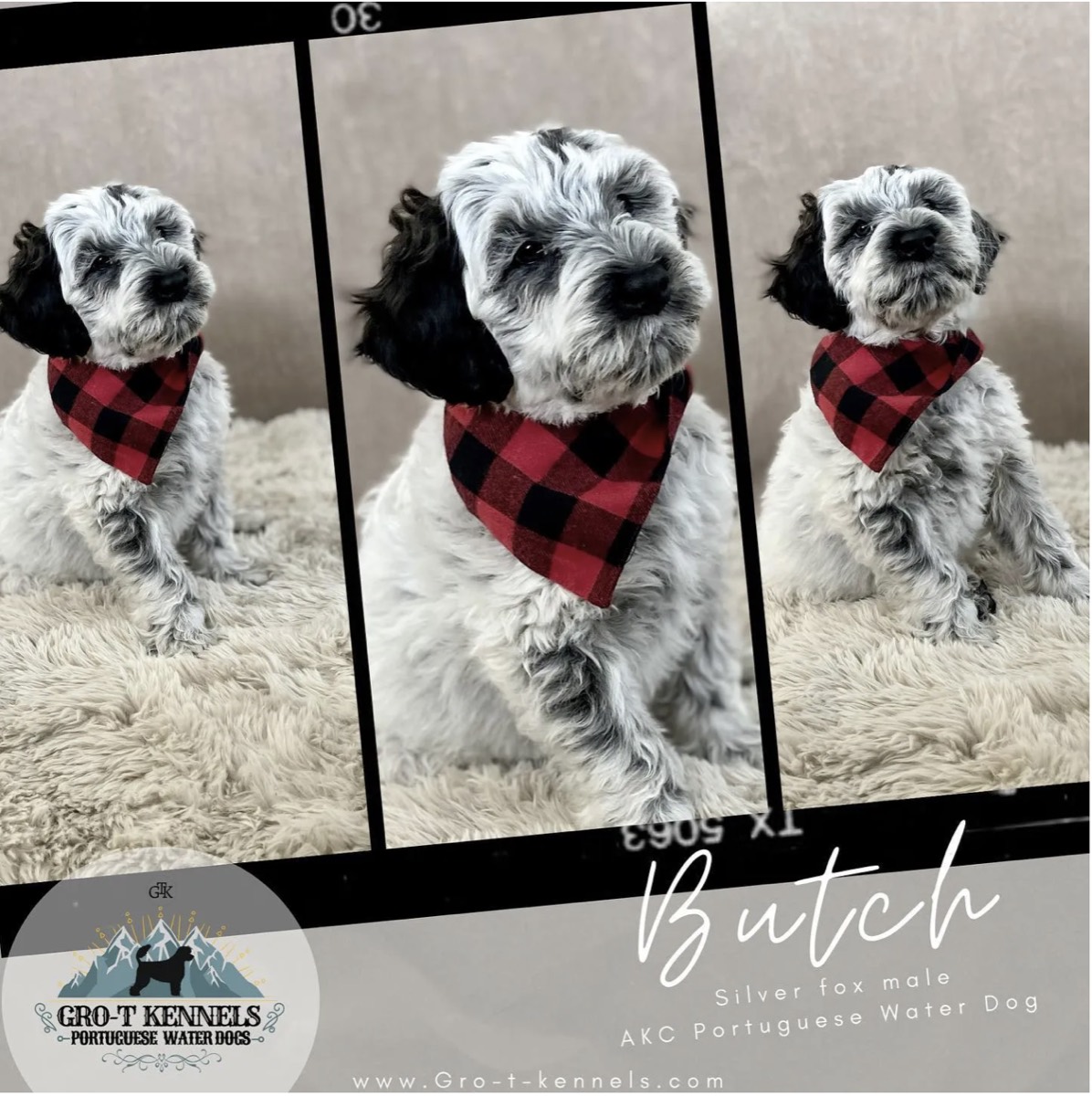 Gro-T Kennels