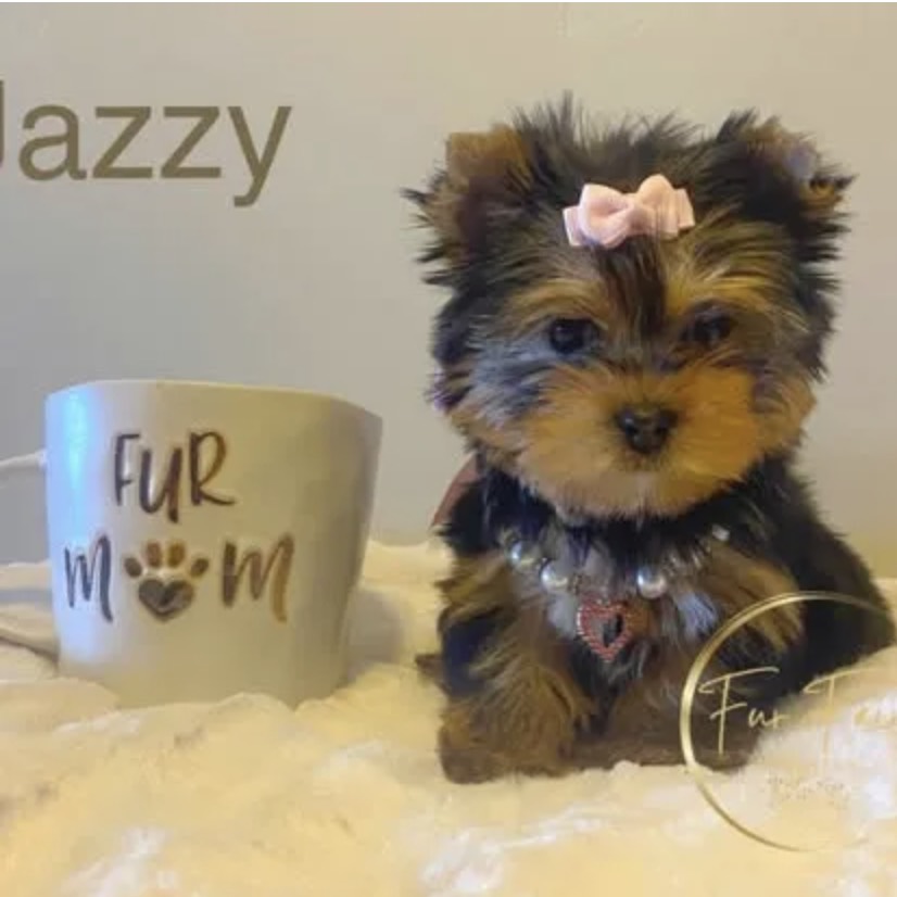 Fur Fairy Yorkies